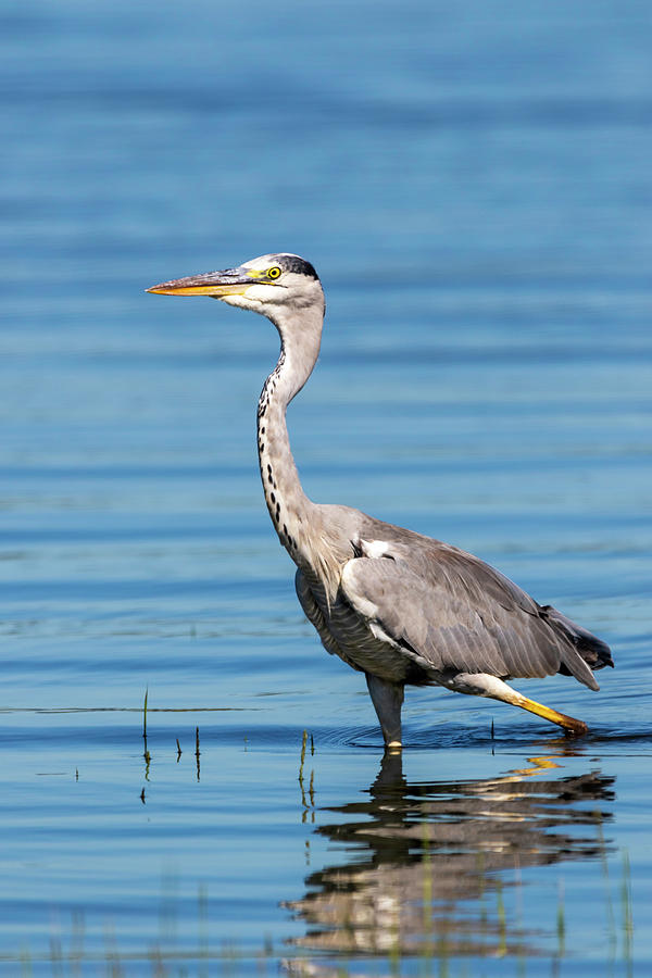 Grey Heron Photograph by Timothy Marks - Fine Art America