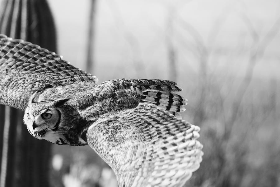 Grey Horn Owl Photograph by LaDonna McCray