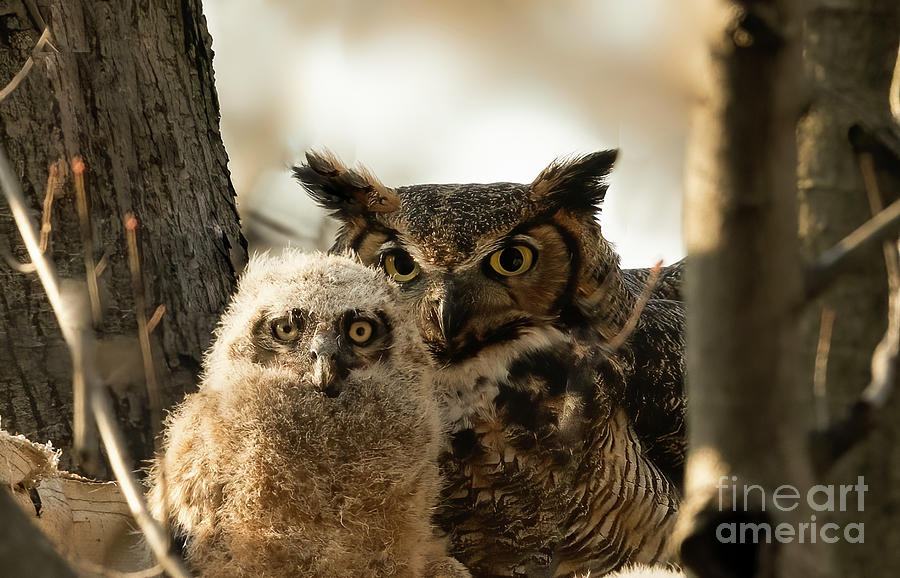 Grey horned owl mother and her owlet  Photograph by Sam Rino