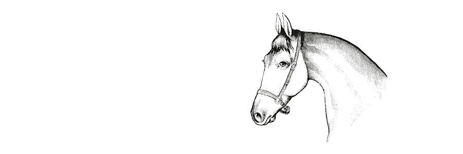 Vintage Drawing - Grey Horse by Jamart Photography