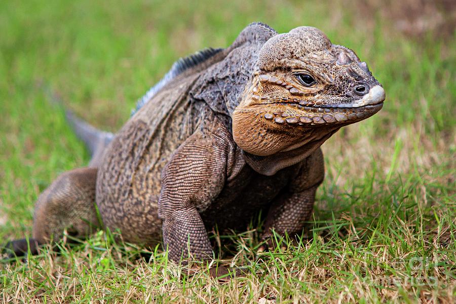 wild republic iguana