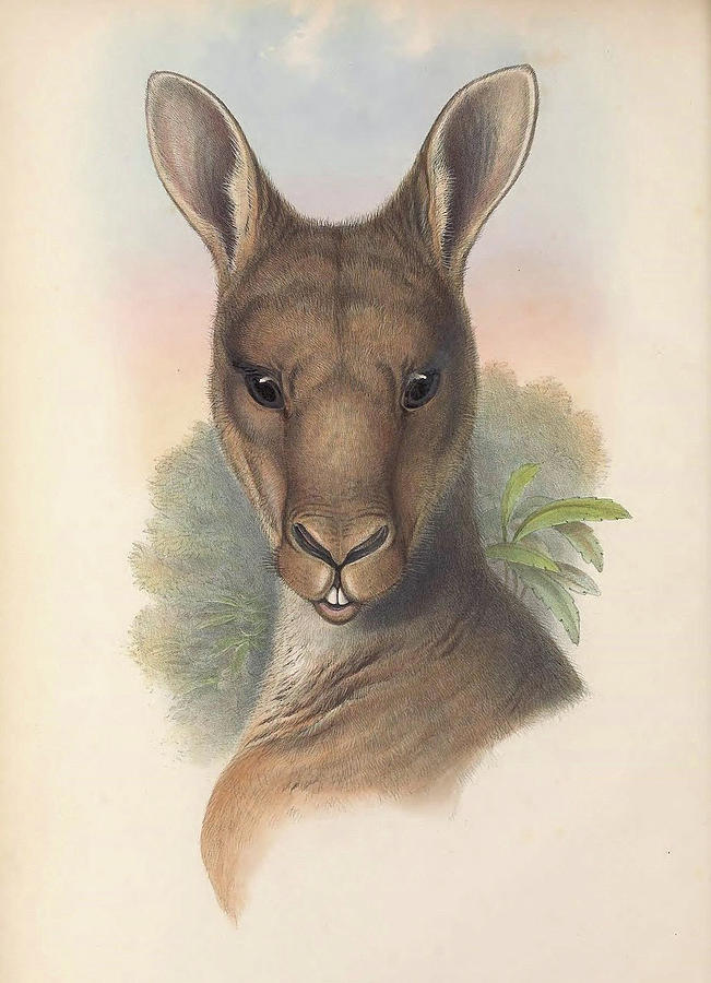 Grey Kangaroo Drawing by John Gould
