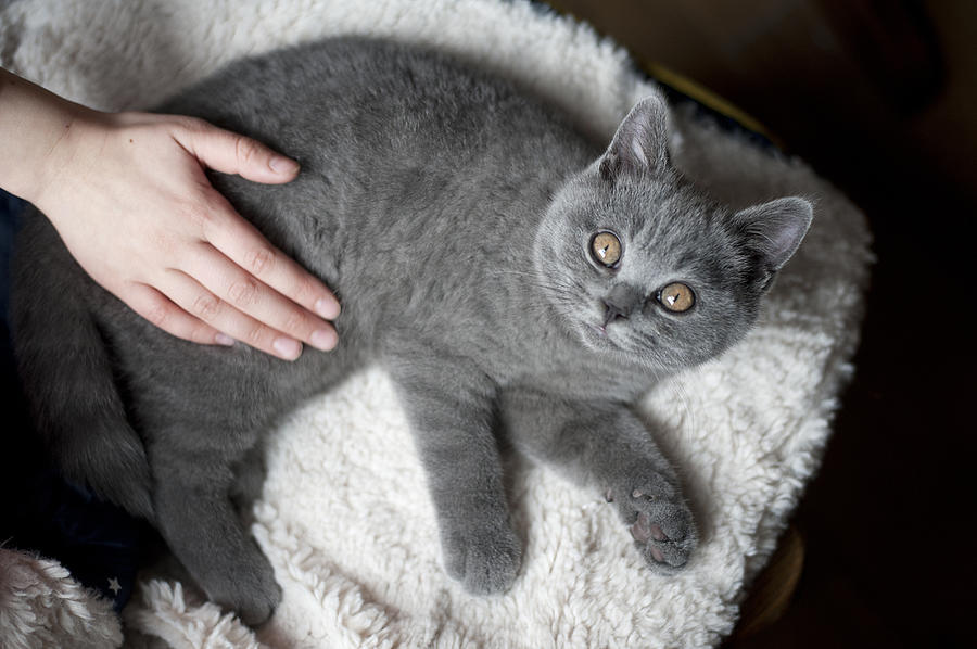 Grey kitten with hand stroking Photograph by Deborah Faulkner