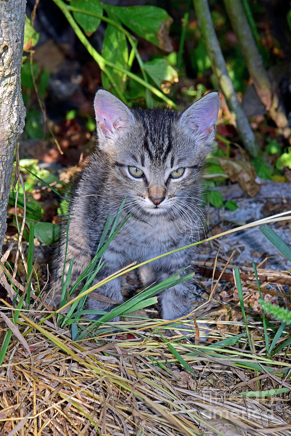 Grey Kitten With Huffy Look Photograph