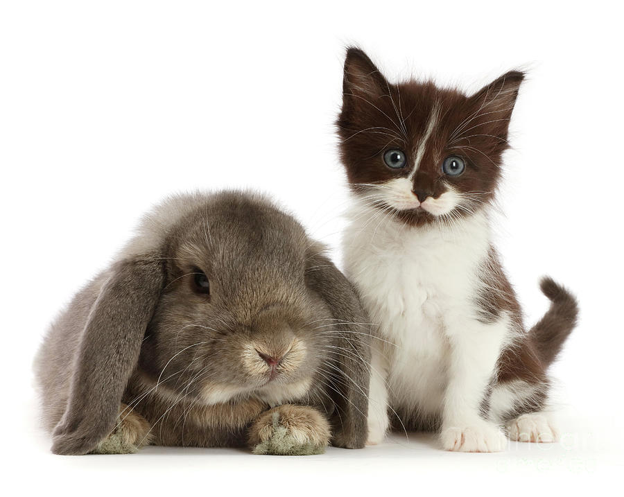 Grey Lop Bunny and Tux Kitty Photograph by Warren Photographic