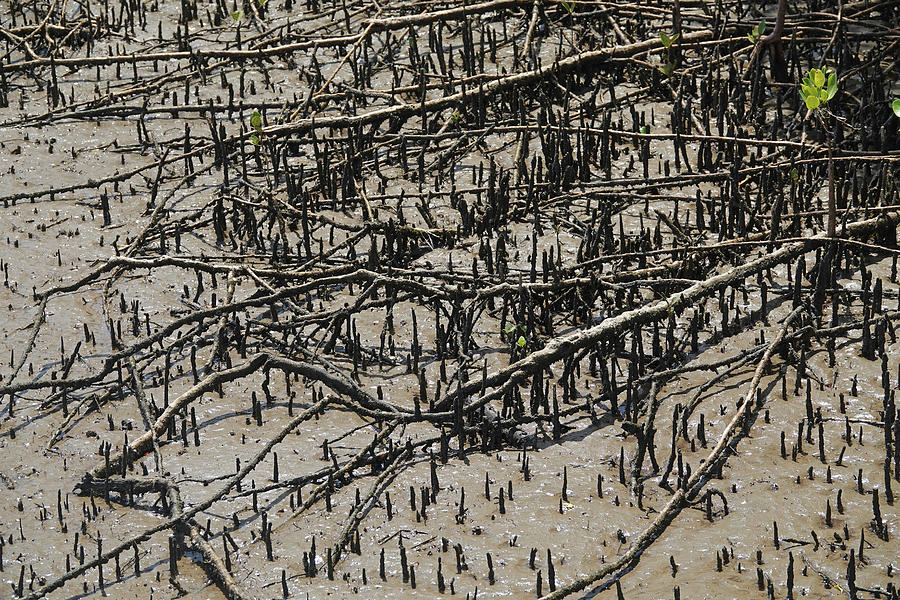 Grey Mangrove Flat Roots and Pencil Roots Photograph by Maryse Jansen