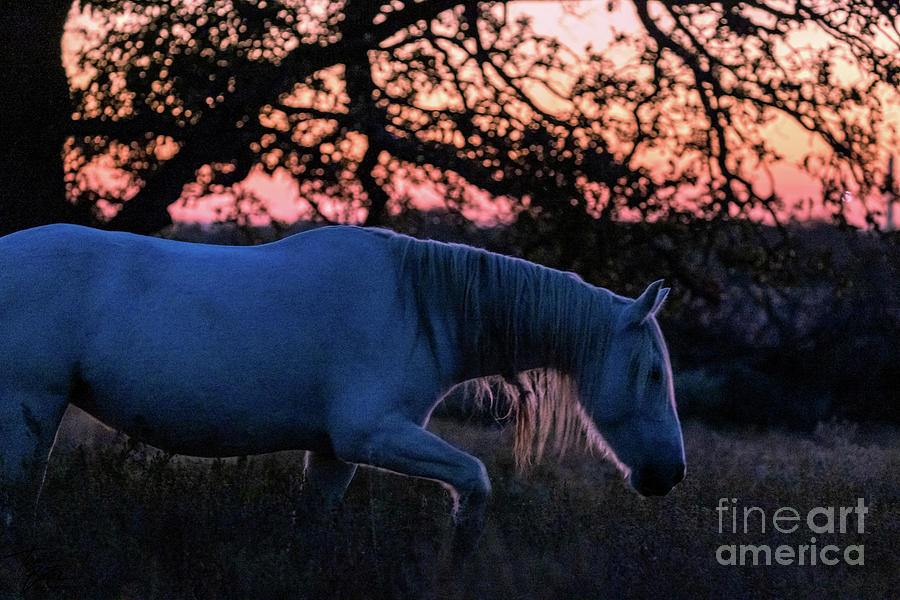 Grey Mare at sunset Photograph by Tami Boelter