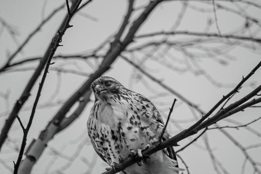 Grey Mornings for Red-Tails Photograph by Double AA Photography