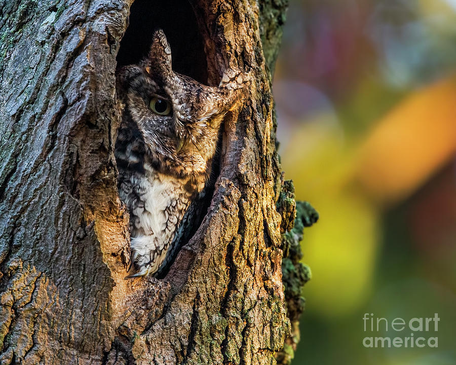 Grey-morph Eastern Screech Owl Photograph by Sarah Keates