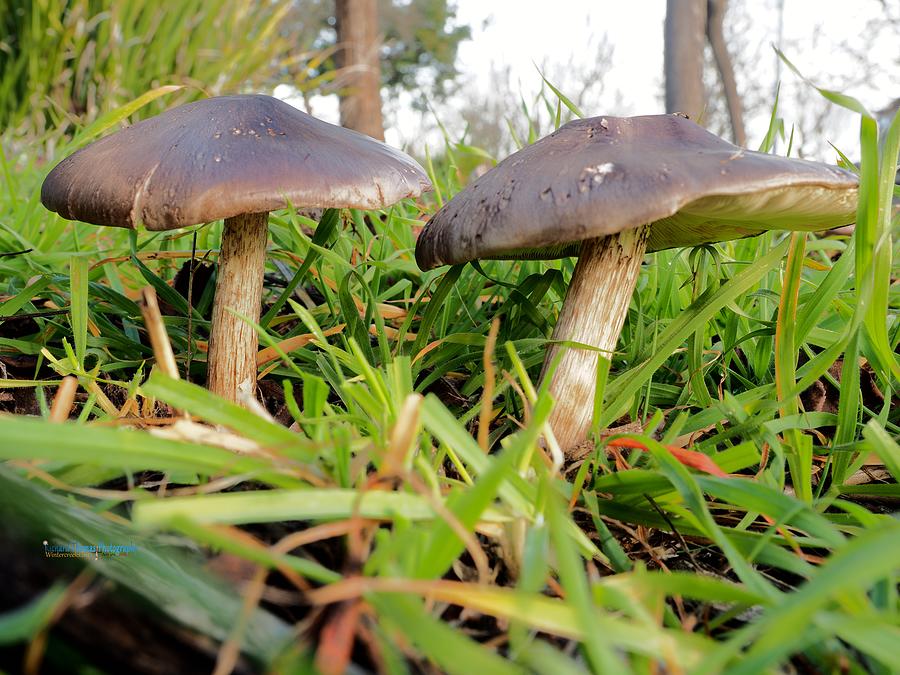 Grey Mushrooms Photograph by Richard Thomas