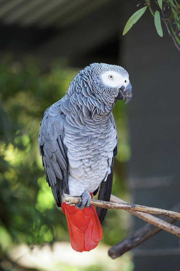 Grey Parrot Photograph by Richard Reeve