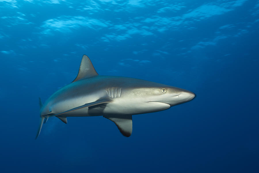 Grey Reef Shark, Carcharhinus amblyrhynchos, Fakarava, Tuamotu Archipel, French Polynesia Photograph by Reinhard Dirscherl Grey Reef Shark, Carcharhinus amblyrhynchos, Fakarava, Tuamotu Archipel, French Polynesia Photograph by Reinhard Dirscherl