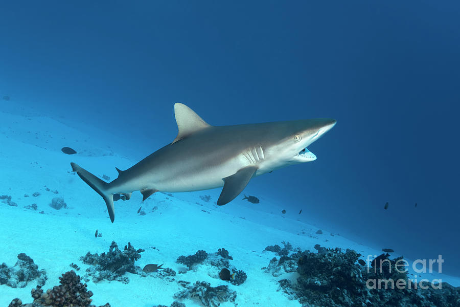 The Patient Grey Reef Shark At The Cleaning Station Photograph by Norbert Probst