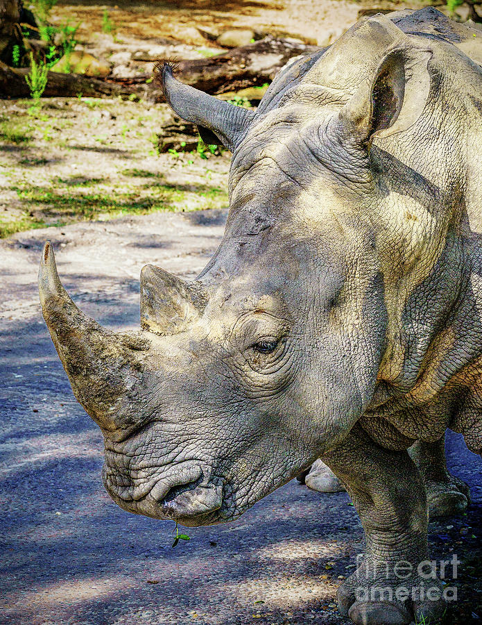 Grey Rhino Photograph by Nick Zelinsky Jr