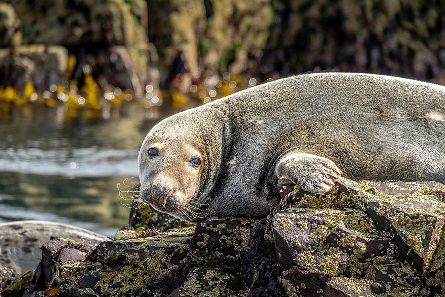 Grey Seal Farne Islands Photograph by Tim Hill - Fine Art America