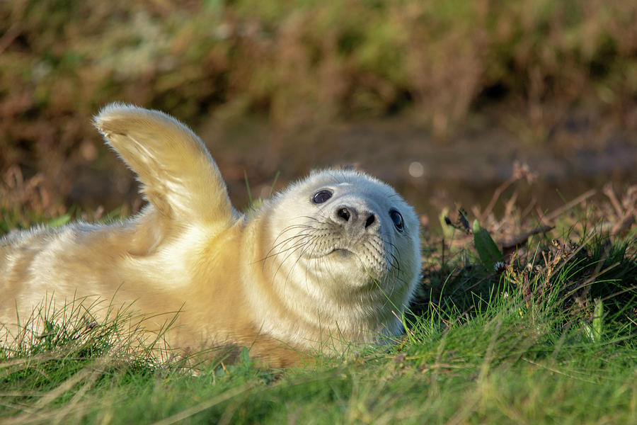 Grey Seal High five Photograph by Gareth Parkes