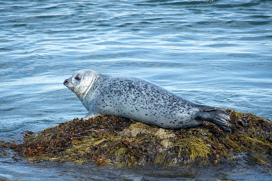 Grey Seal Photograph by Jurgen Lorenzen