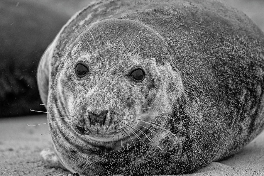 Grey Seal portrait in Black and White Photograph by Gareth Parkes