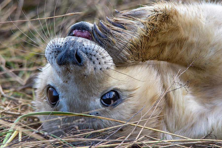 Grey Seal pup with flipper in mouth Photograph by Gareth Parkes