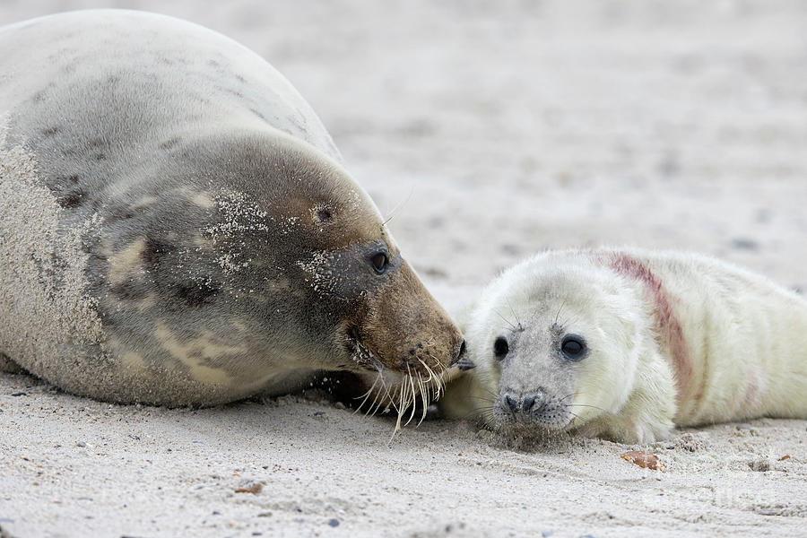 Grey Seal with Pup Photograph by Arterra Picture Library