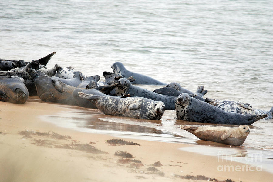 Grey Seals and Common Seal Photograph by Phil Banks