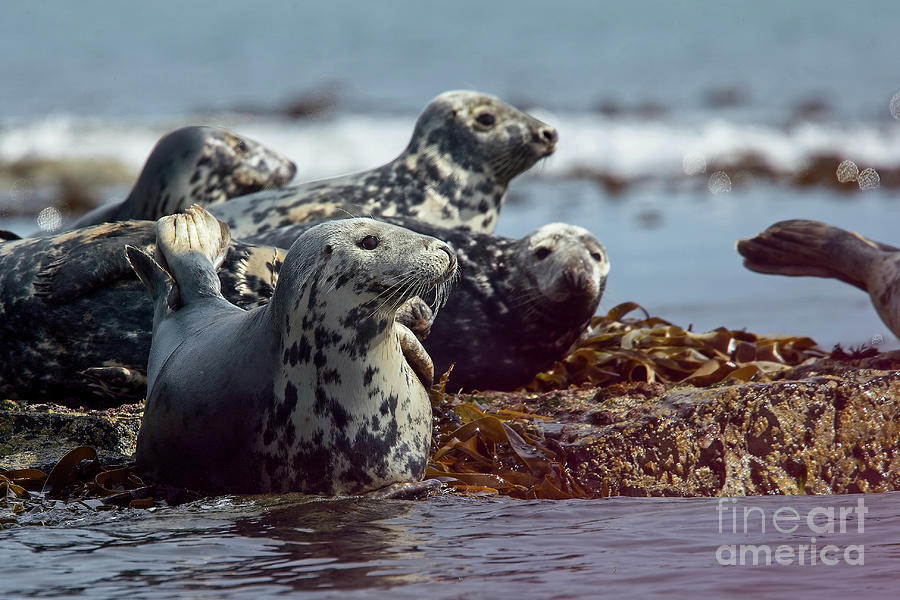 Grey Seals, Farne Islands, UK. Photograph by Tony Mills