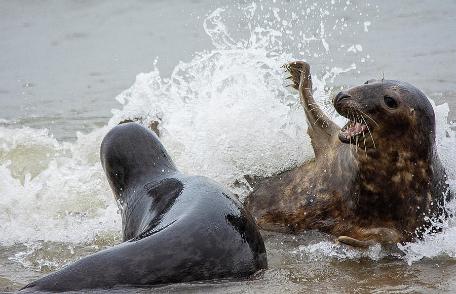 Grey Seals splashing about 2  Photograph by Gareth Parkes