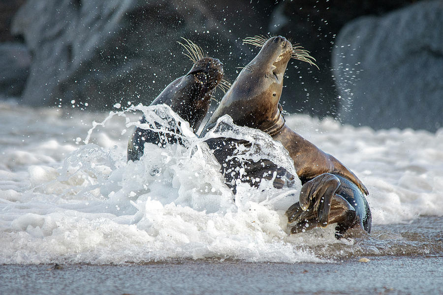 Grey Seals splashing about Photograph by Gareth Parkes