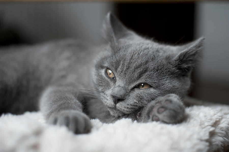 Grey sleepy kitten Photograph by Deborah Faulkner