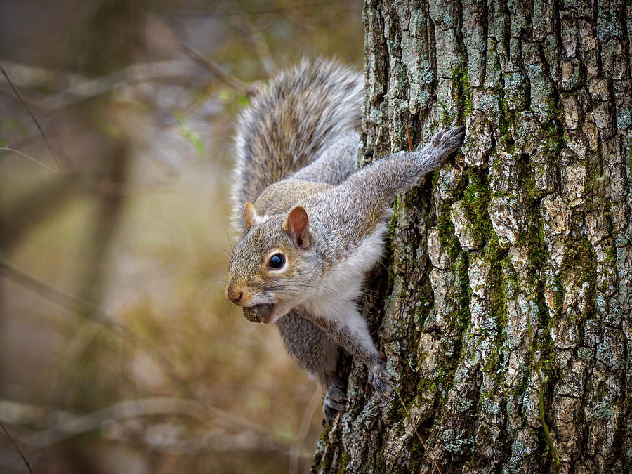 Grey Squirrel 319 Photograph by Timothy Harris