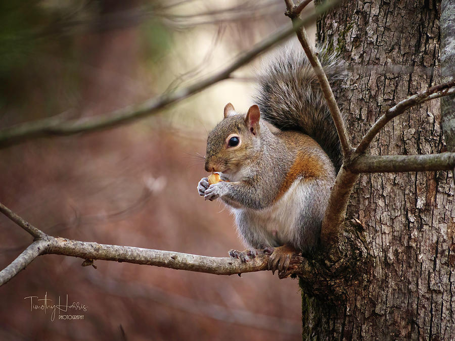Grey Squirrel 429 Photograph by Timothy Harris
