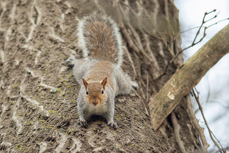 Grey Squirrel   Photograph by Alex Grichenko