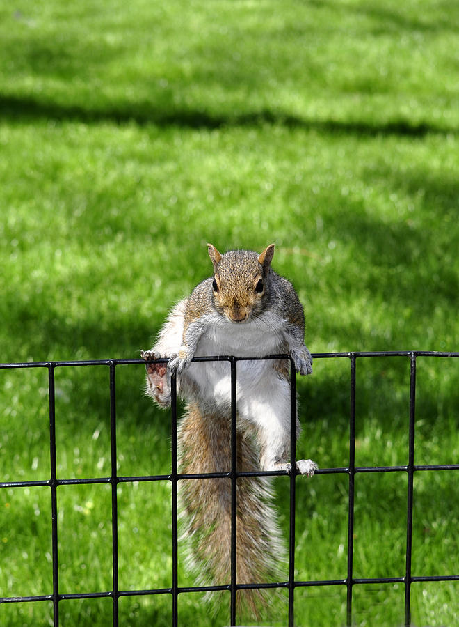 Grey squirrel climbing on fence Photograph by Romson