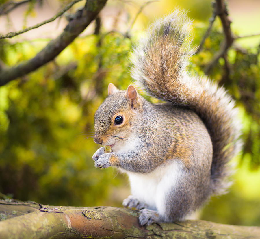 Grey squirrel close-up Photograph by Georgeclerk