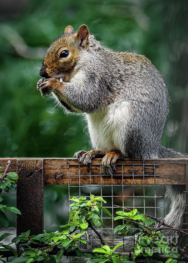 Squirrel Photograph - Grey Squirrel Eating  by Adrian Evans