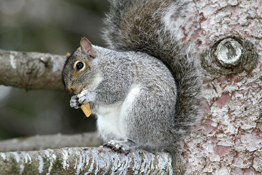 Grey squirrel eating food Photograph by Nadine Mot Mitchell - Fine Art ...