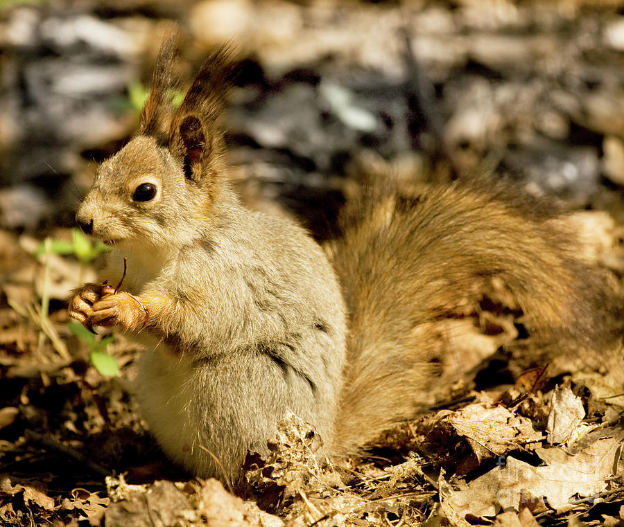 Grey squirrel in forest Photograph by Irina Afonskaya