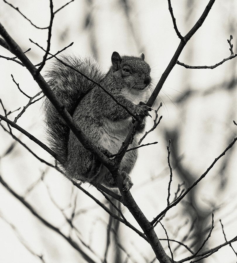 Grey Squirrel Monochrome Photograph