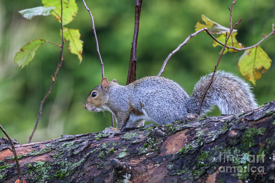 Nature Photograph - Grey Squirrel by Rosanna Life