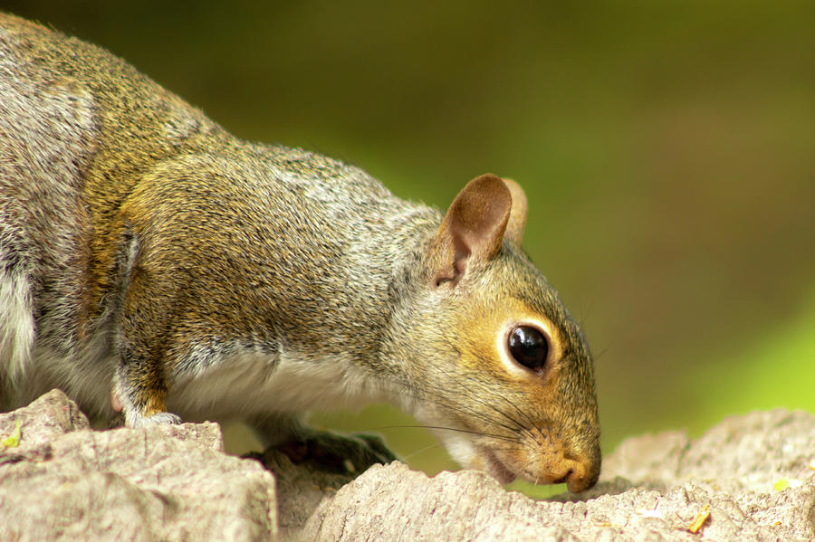 Grey Squirrel Photograph by Ruth Crofts Photography