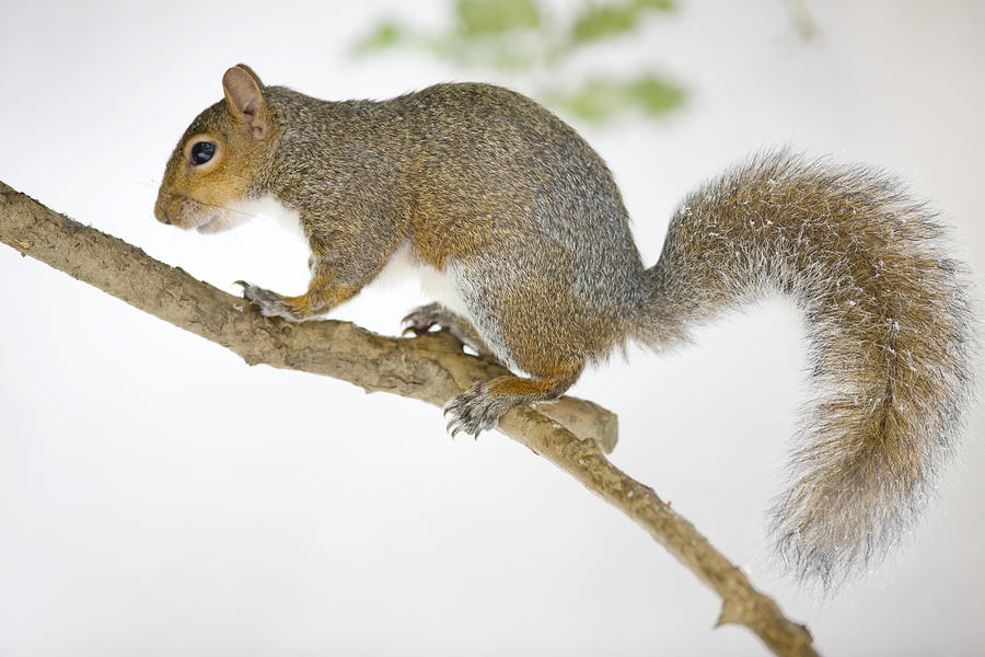 Grey Squirrel (Sciurus carolinensis) Photograph by Andrew_Howe