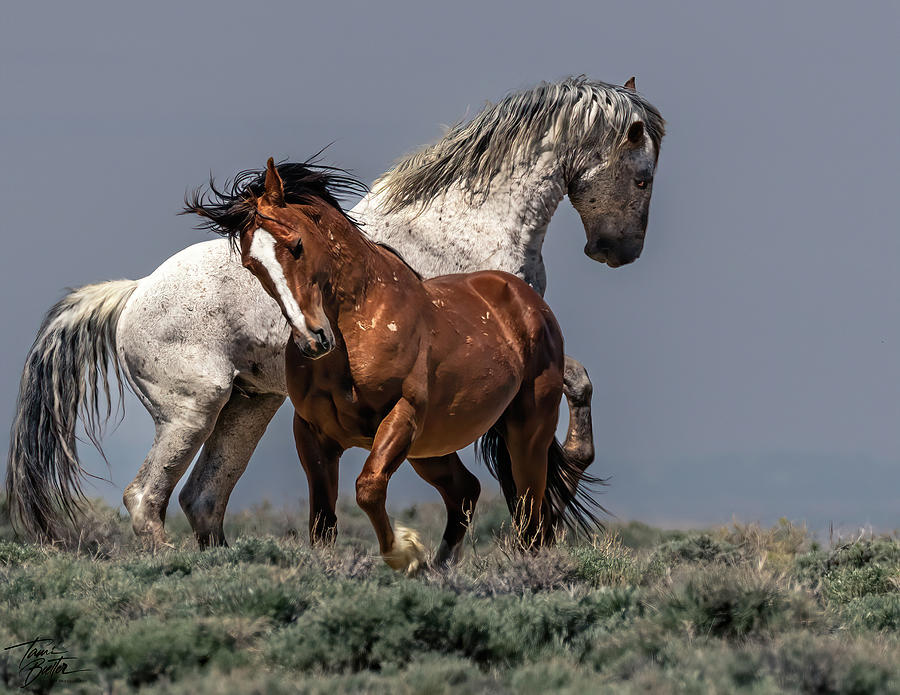 Grey Stallion and his Lieutenant Photograph by Tami Boelter