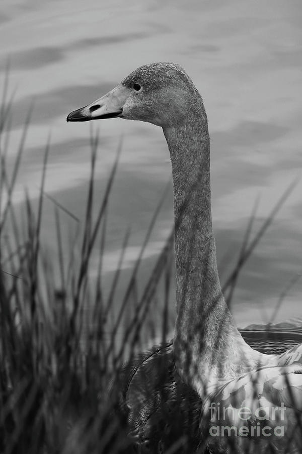 Grey Swan Donegal Bw Photograph