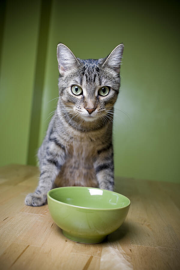Grey Tabby Cat Photograph by Michellegibson