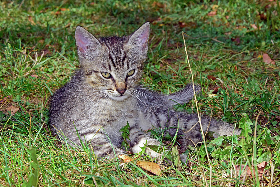 Grey Tabby Kitten On Grassy Ground Photograph