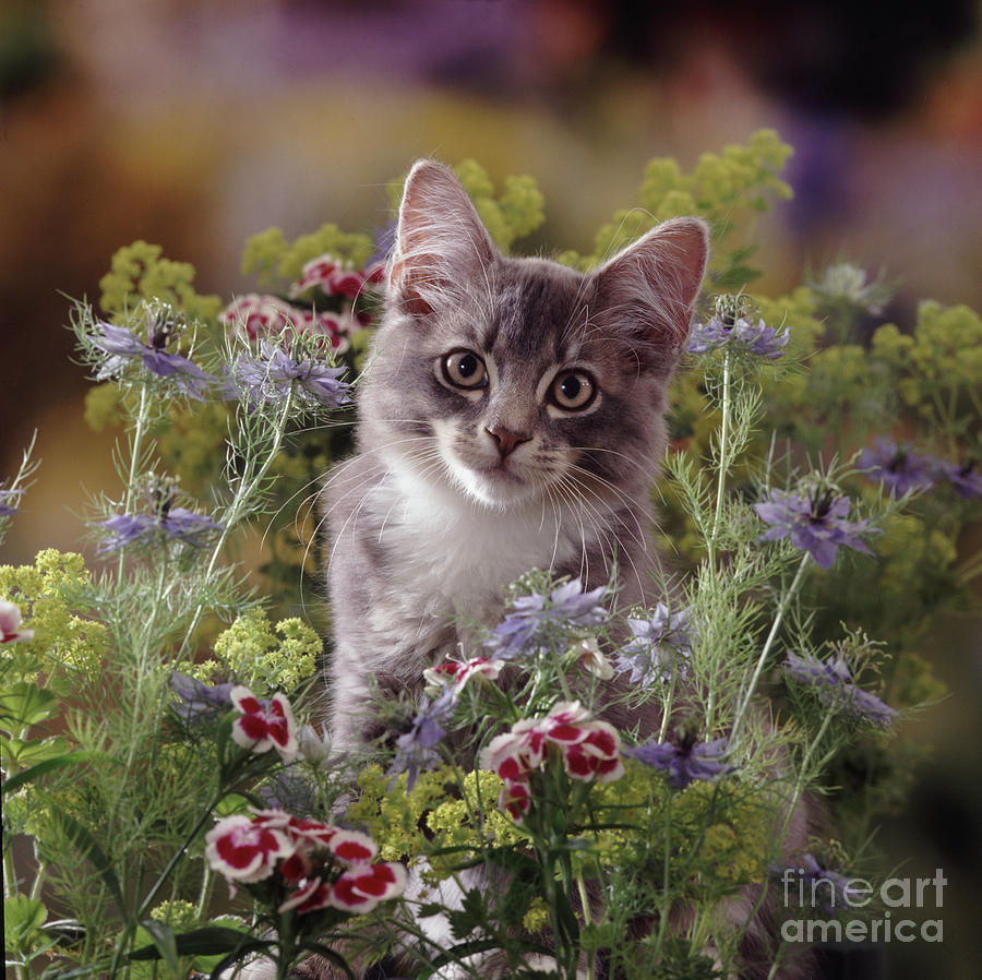 Grey tabby kitten with flowers Photograph by Warren Photographic