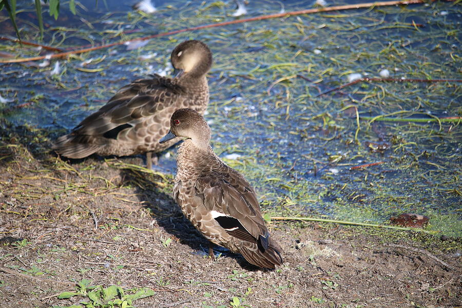 Grey Teals Photograph by Michaela Perryman - Fine Art America