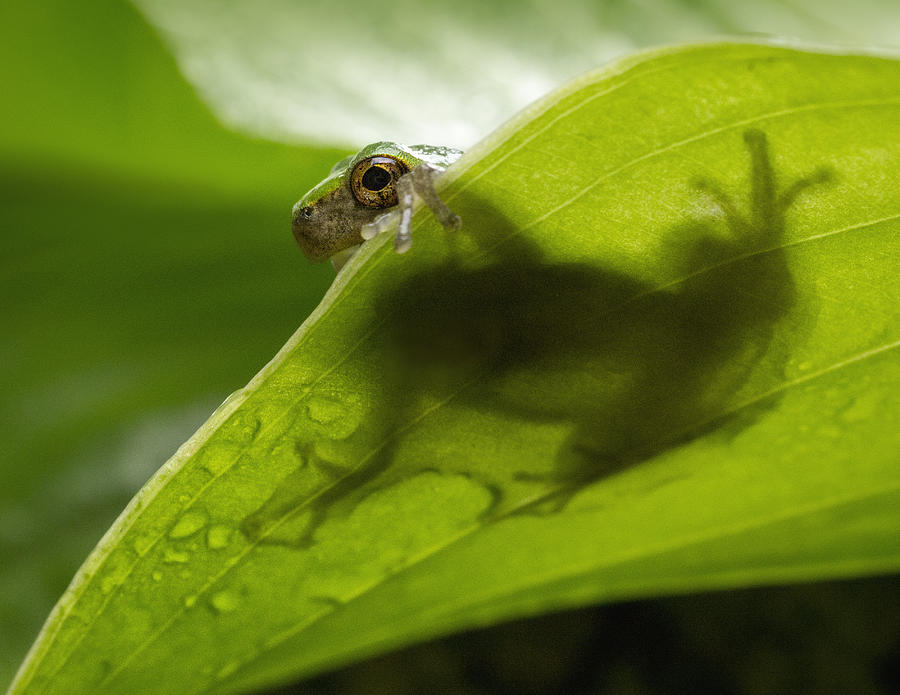 Grey tree frog on a leaf Photograph by Photo by marianna armata