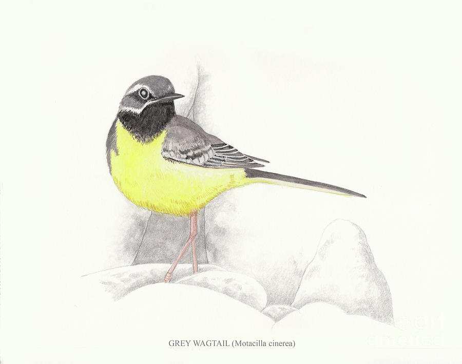 Grey Wagtail Painting by Gordon Palmer