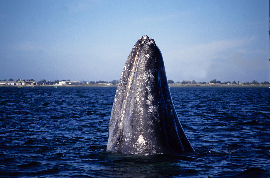 Grey Whale,eschrichtius Robustus, Spyhopping, Magdelena Bay, Baja Calif Photograph by Gerard Soury